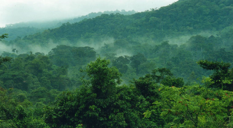 Bwindi Impenetrable Forest