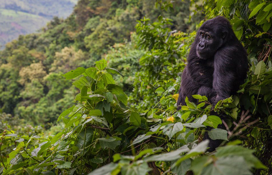 What Makes Bwindi Impenetrable Forest Special?