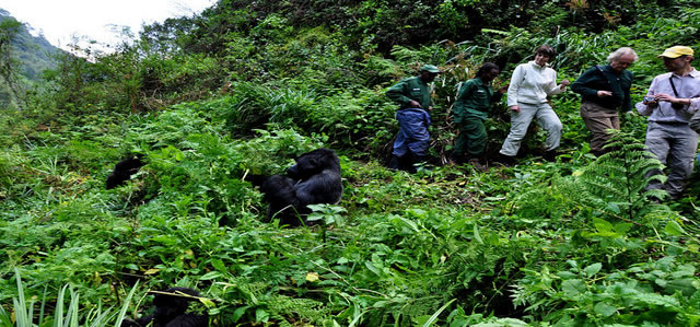 Best Time to Visit Bwindi Impenetrable Forest