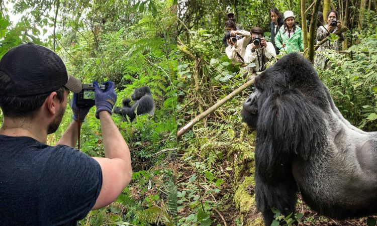 Gorilla Trekking: How Your Safari Saves Endangered Mountain Gorillas