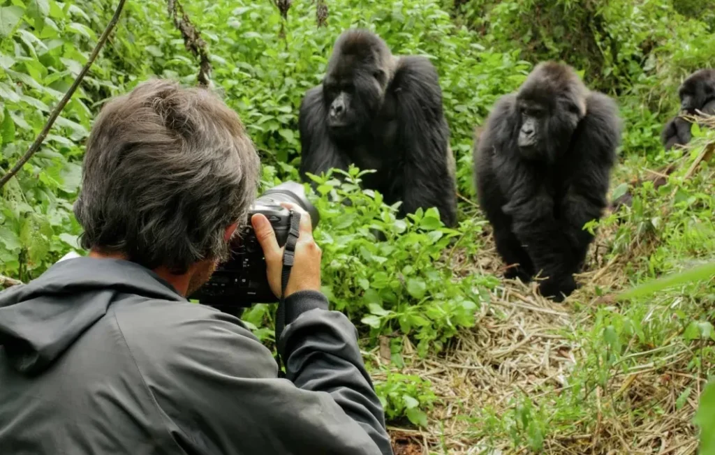 What to Expect on a Gorilla Trekking Safari