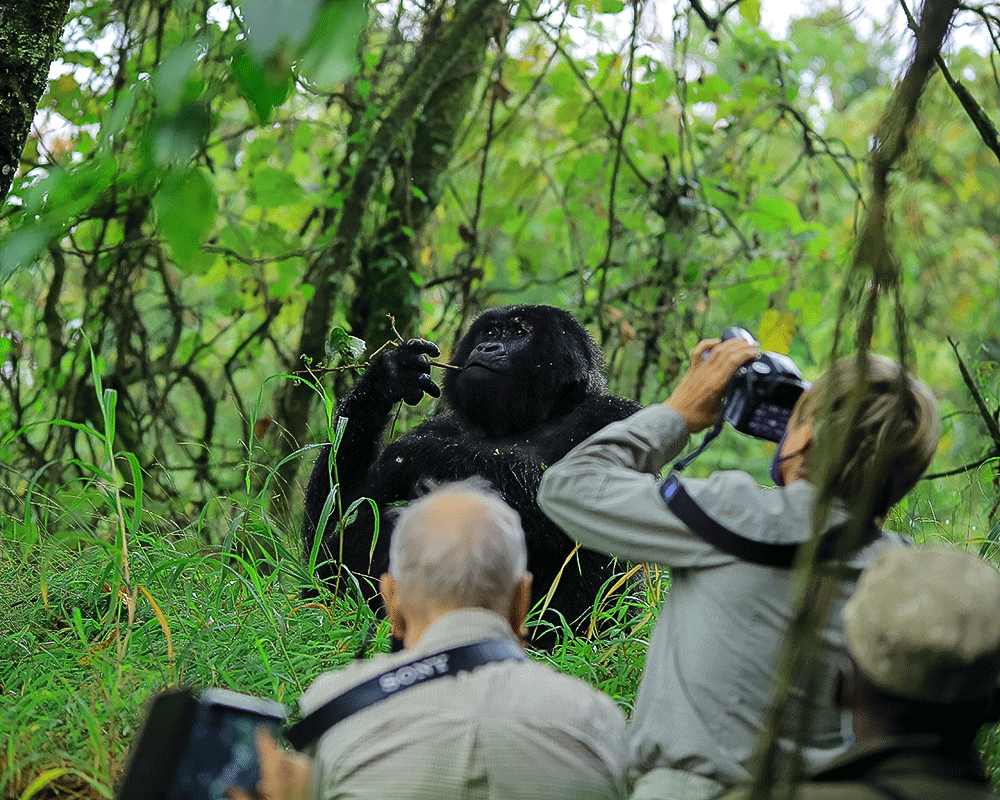 4 Days Bwindi Gorillas & Lake Bunyonyi