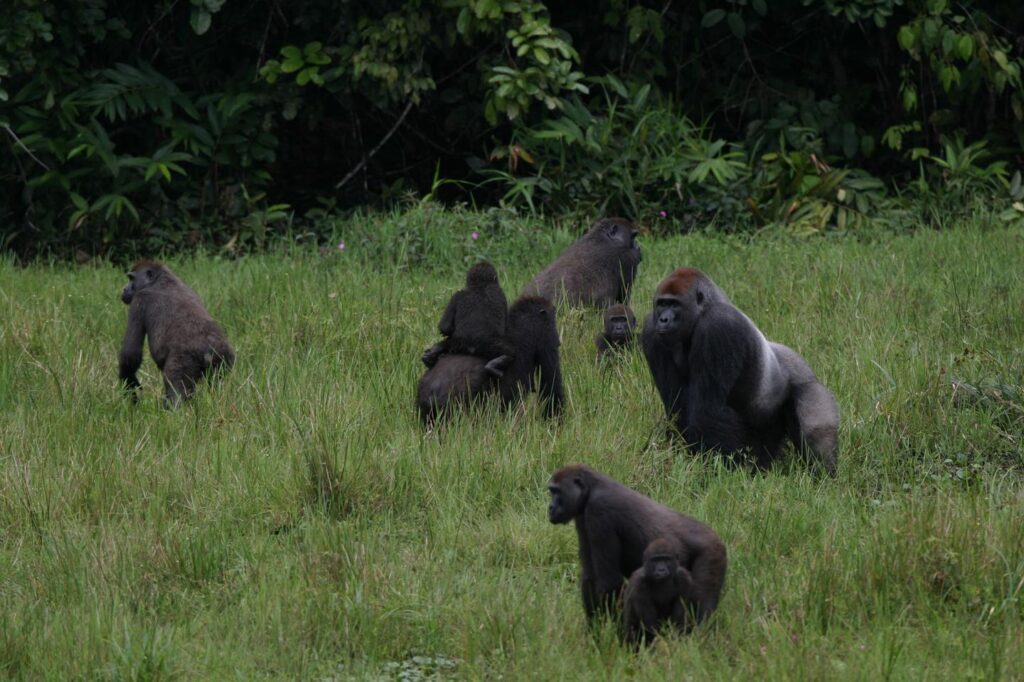 Top Threats to the Mountain Gorilla Population Today