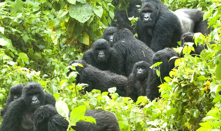 Endangered Mountain Gorillas