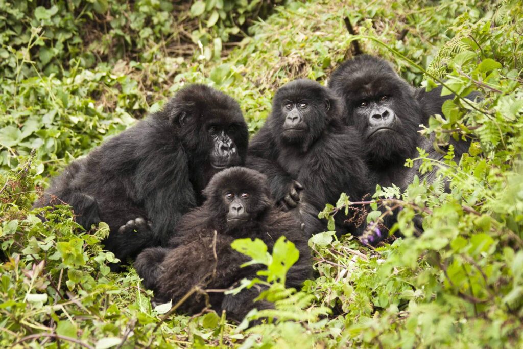 Endangered Mountain Gorillas