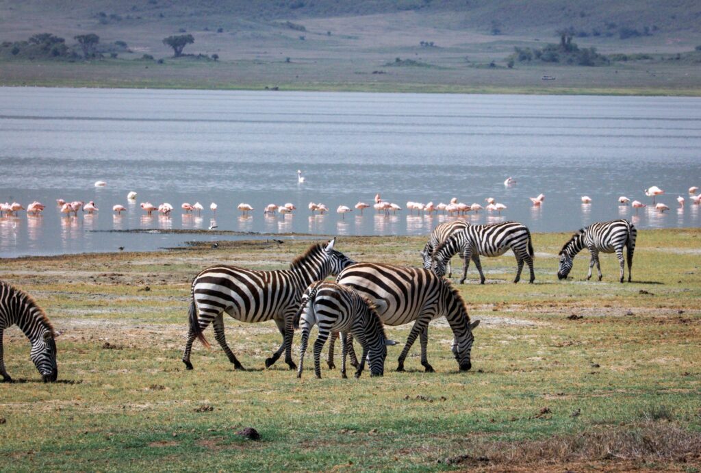 6 Days Great Migration Tour | Lake Manyara