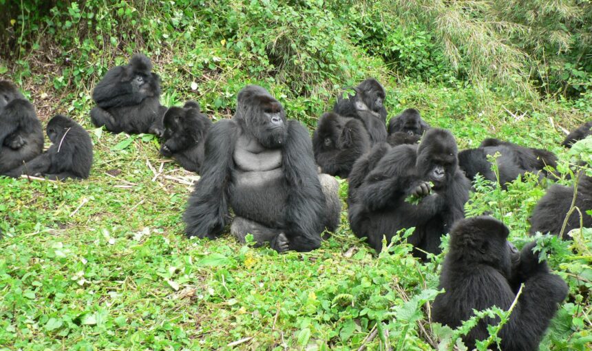 Mountain Gorilla Population