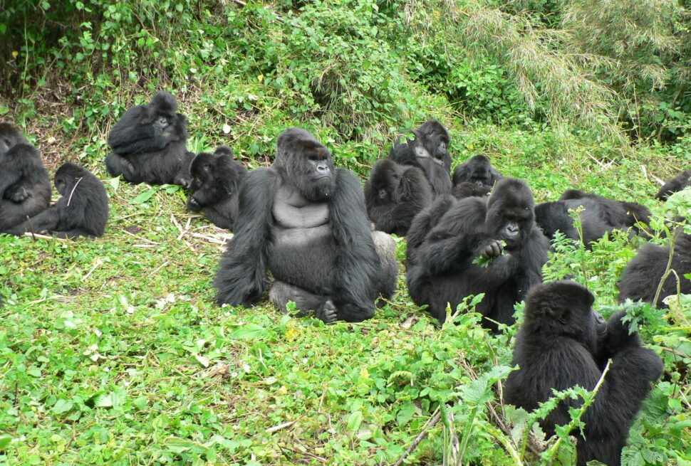 Mountain Gorilla Population