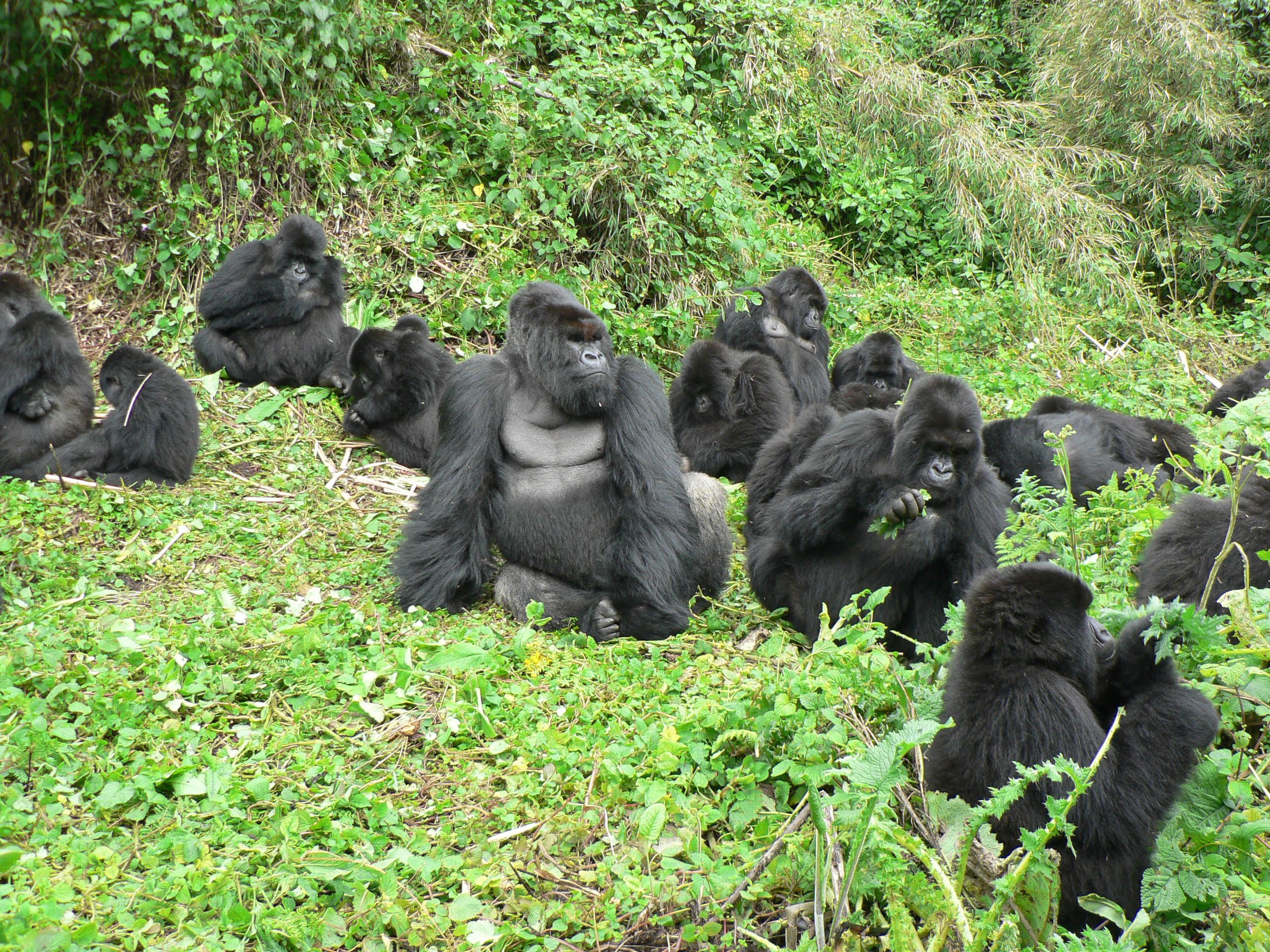 Mountain Gorilla Population