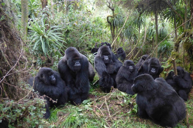 Mountain Gorilla Population