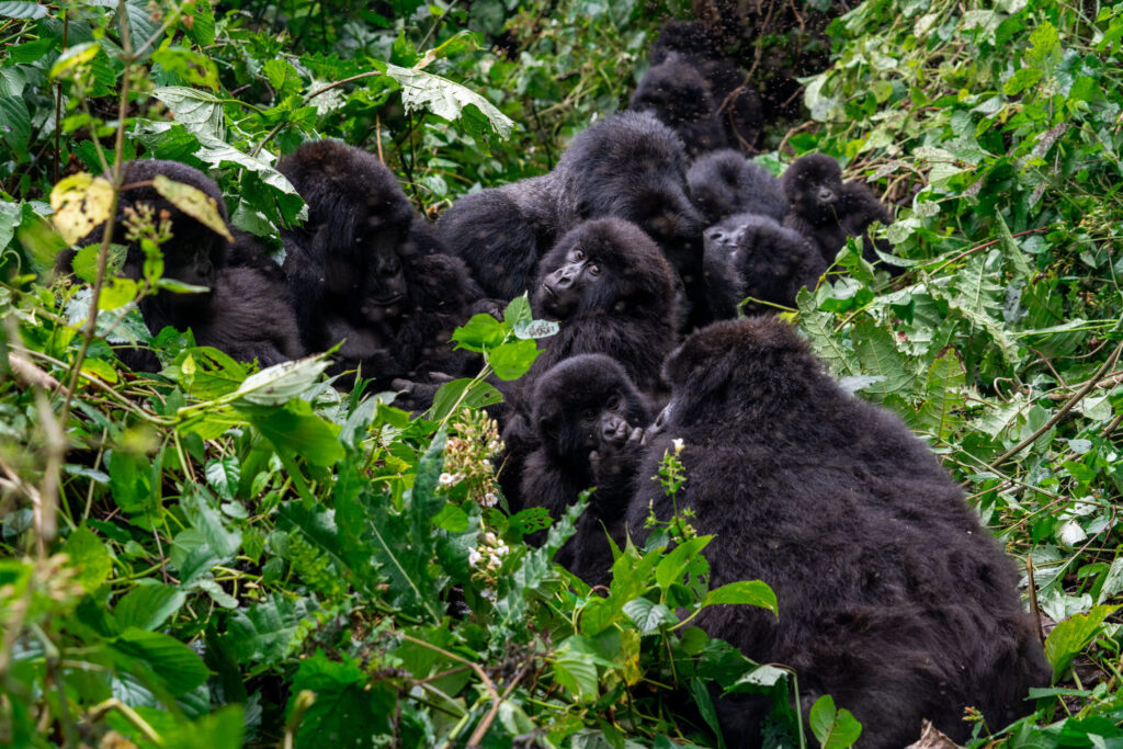 Why Are Mountain Gorillas Endangered?