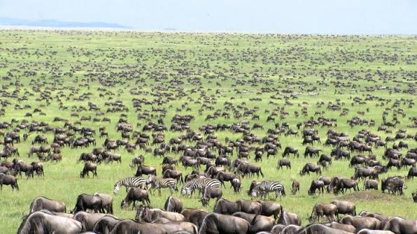 Best African safari countries to visit | Great Migration in Tanzania and Kenya — The Ultimate Safari Experience