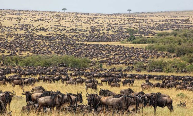 Best African Safari Countries