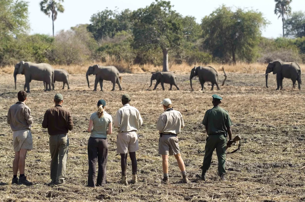 Best Countries to do African Safari | Zambia — The Walking Safari Pioneer