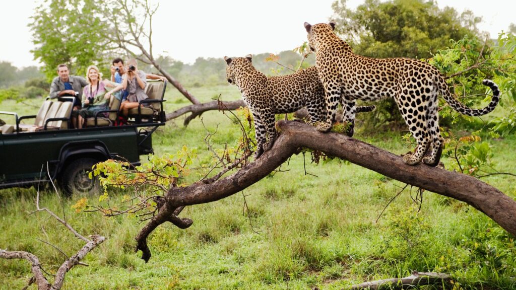 Top African Safari Countries | South Africa — The Most Accessible Safari