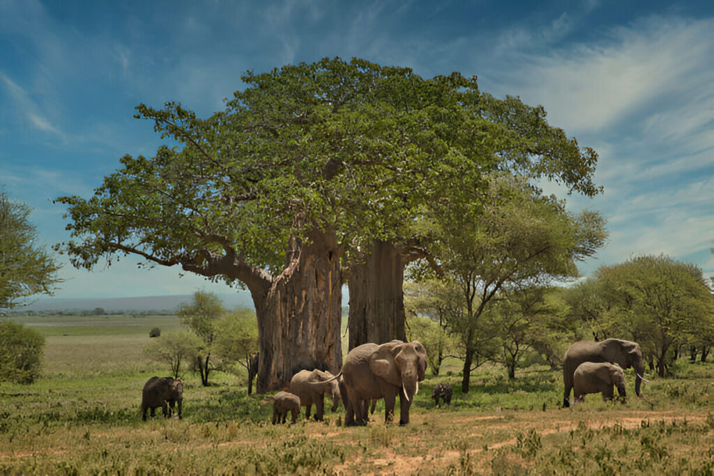 What Is an African Safari?