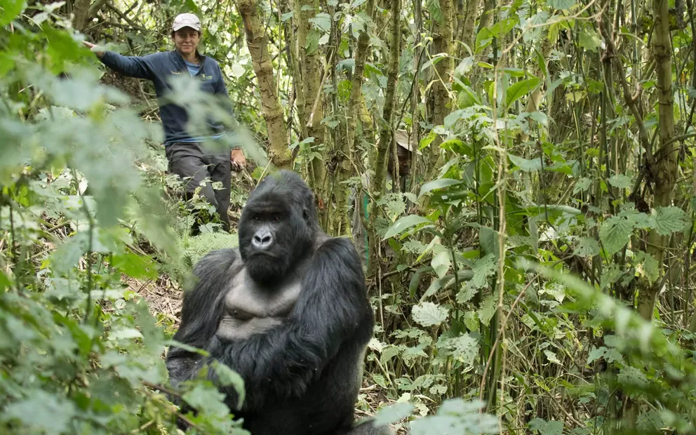 Uganda vs Rwanda Gorilla trekking | Who Should Choose What: The Decision Framework