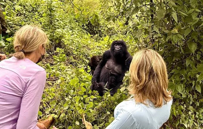 Bwindi Impenetrable Forest, Uganda — Gorilla Trekking