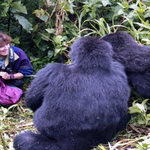 Uganda vs Rwanda Gorilla trekking