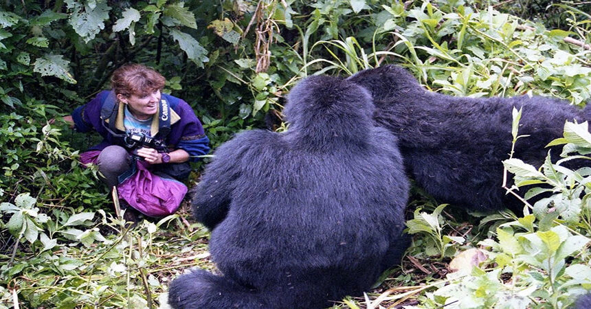 Uganda vs Rwanda Gorilla trekking