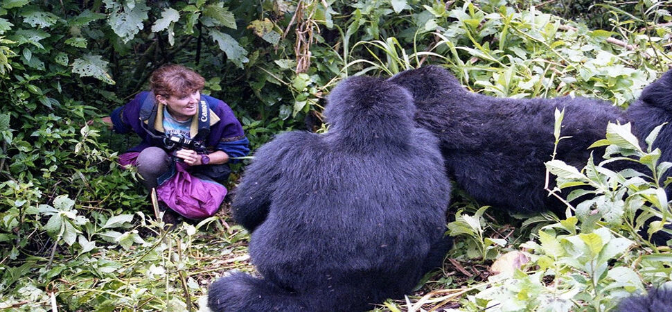Uganda vs Rwanda Gorilla trekking