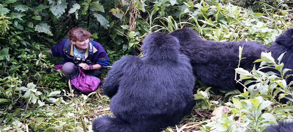 Uganda vs Rwanda Gorilla trekking
