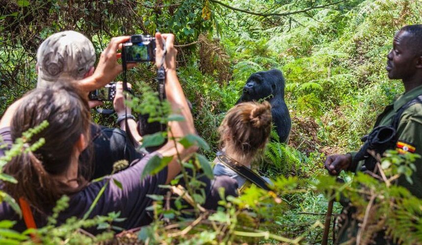 Bwindi Gorilla Trekking