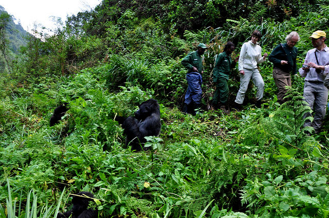 Bwindi Gorilla Trekking Overview