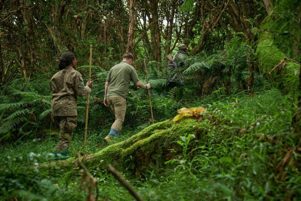 Gorilla Trekking Permit vs Gorilla Safari Cost