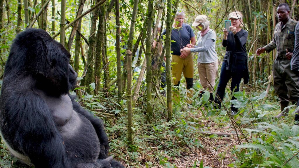 Bwindi Gorilla Trekking Permits and Price