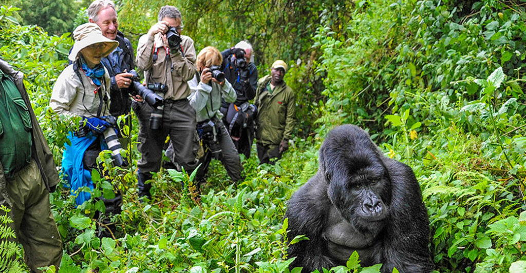 Why Are Gorilla Trekking Permits Expensive?