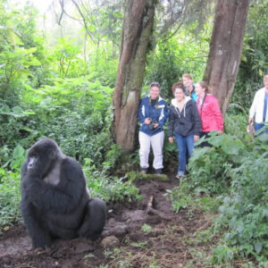 Gorilla Trekking in Uganda