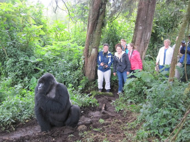 Uganda vs Rwanda Gorilla trekking | Conservation Context: Where Your Money Goes