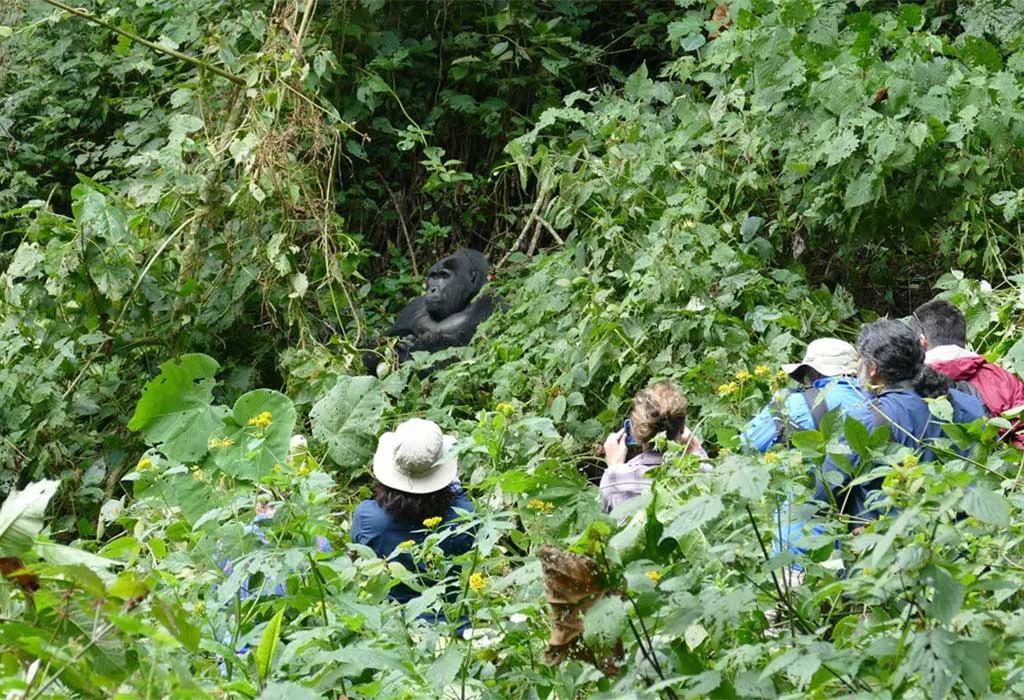 Understanding Gorilla Permits: The 2026 Blueprint