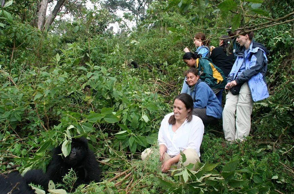 Where to Go Gorilla Trekking in Uganda