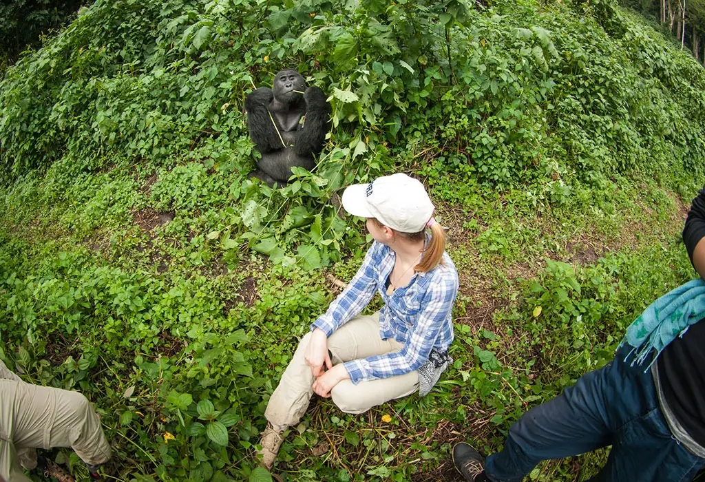 How to Book Your Gorilla Permit: Step-by-Step