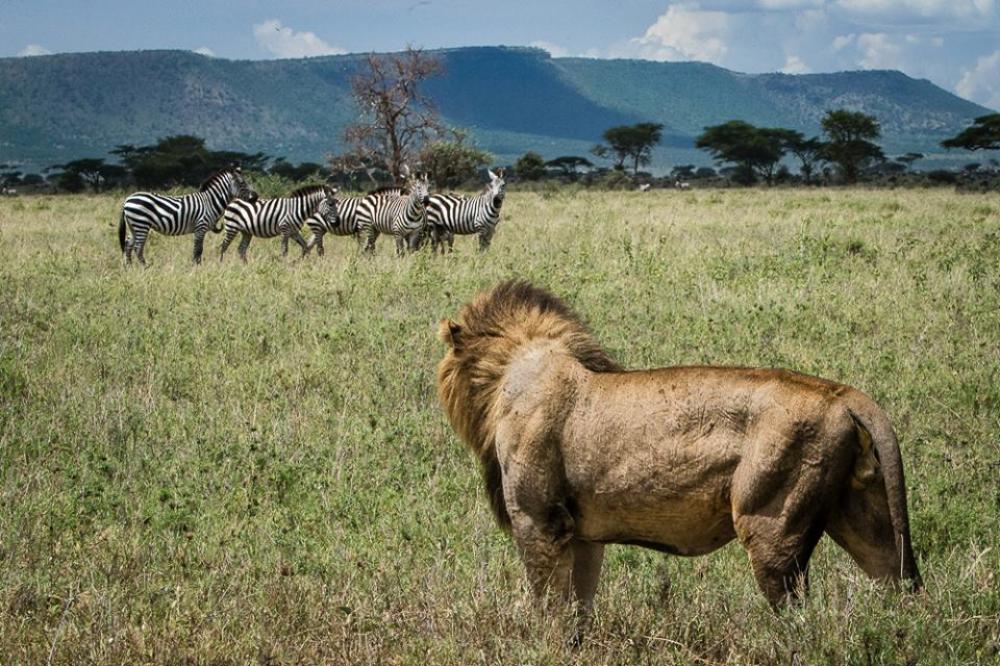 How Much Does an African Safari Cost?