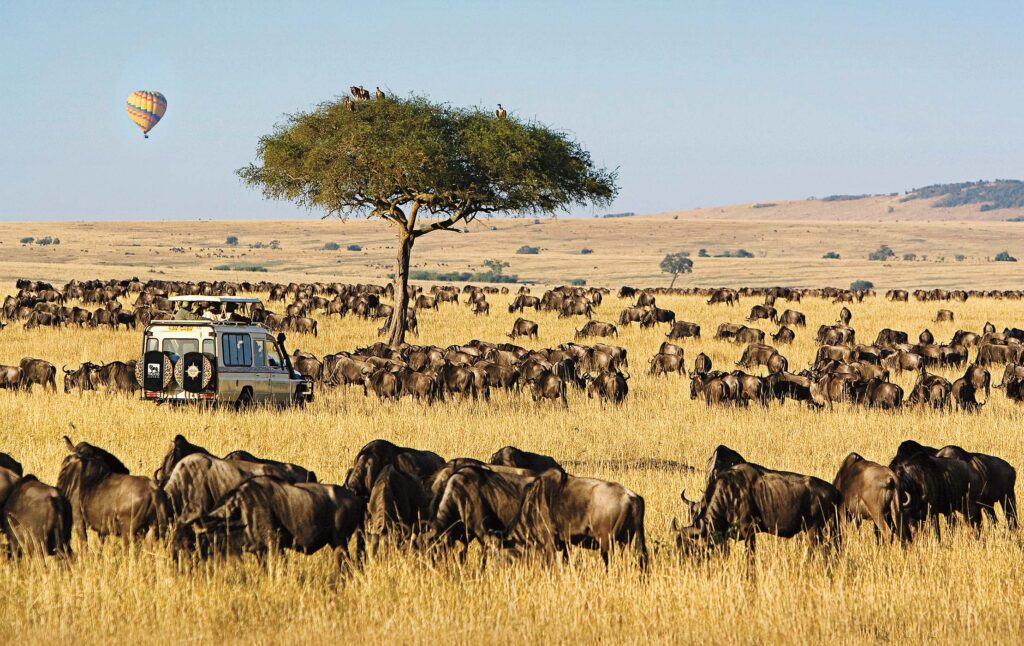 Best Time to Go on an African Wildlife Safari