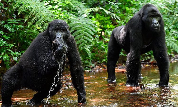 Gorilla Trekking Permit Cost