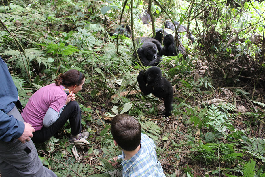 Bwindi Gorilla Trekking Permits and Price | What to Expect: A Typical Gorilla Trekking Day
