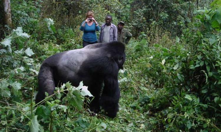 Gorilla Trekking in Uganda
