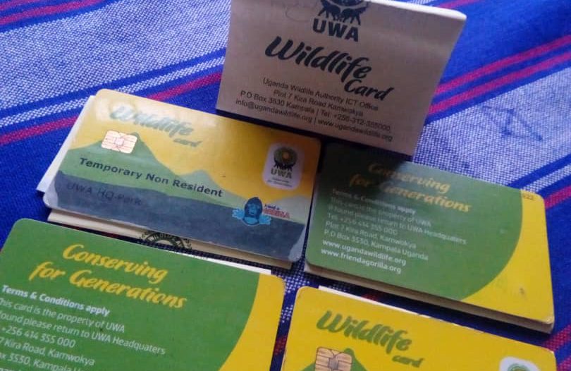 Gorilla Trekking Permit Cost in Uganda