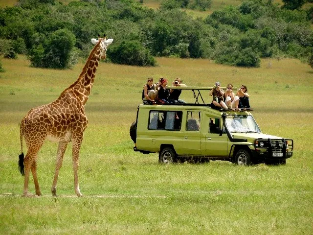 African Wildlife Safari