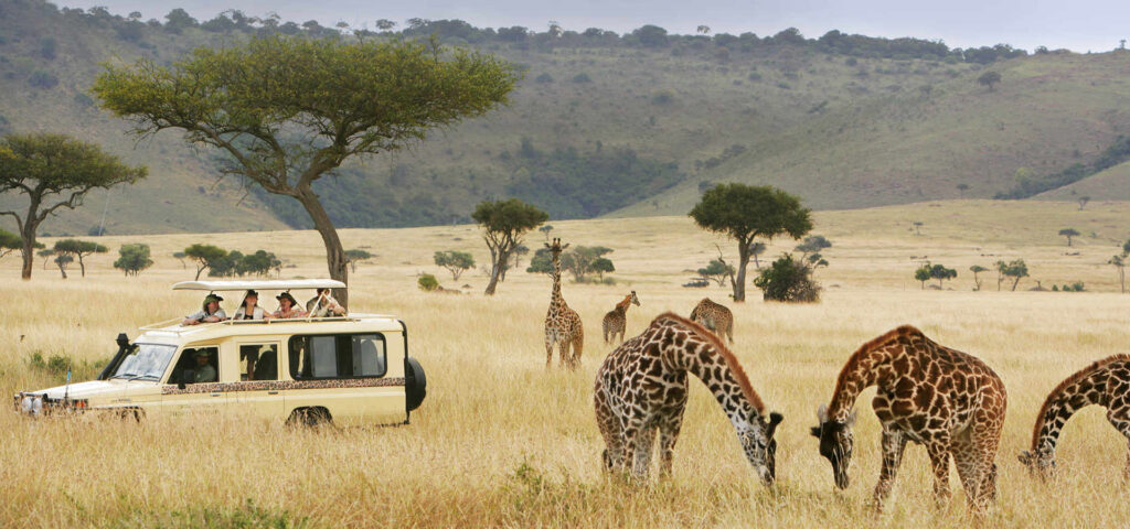 What is an African Wildlife Safari?